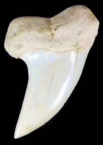Mako Shark Tooth Fossil - Sharktooth Hill, CA #46788